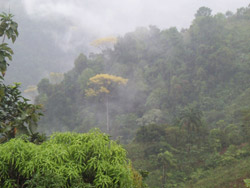 Bosque lluvioso, Costa Rica